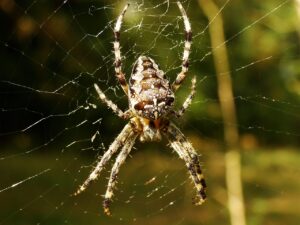 Tips voor het bestrijden van spinnen - diezeijn.nl