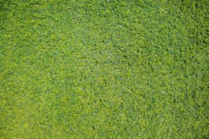 Kleine tuin met gras