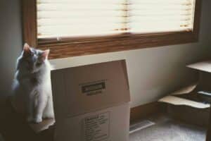 poes met een verhuisdoos