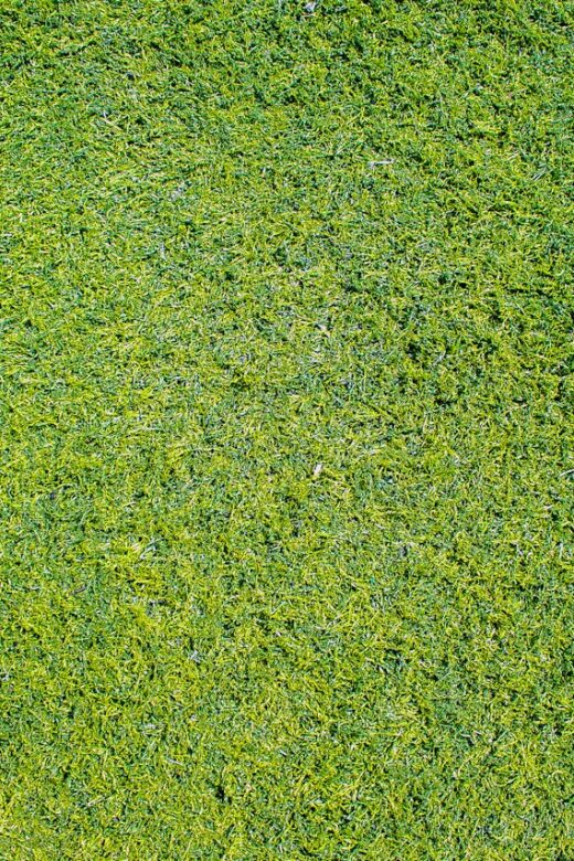 kunst gras