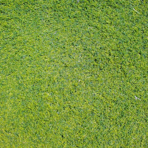 kunst gras